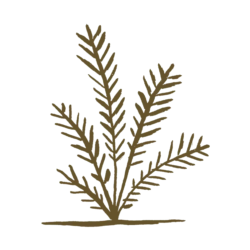 Ilustración de una planta dibujada en café sobre fondo negro.