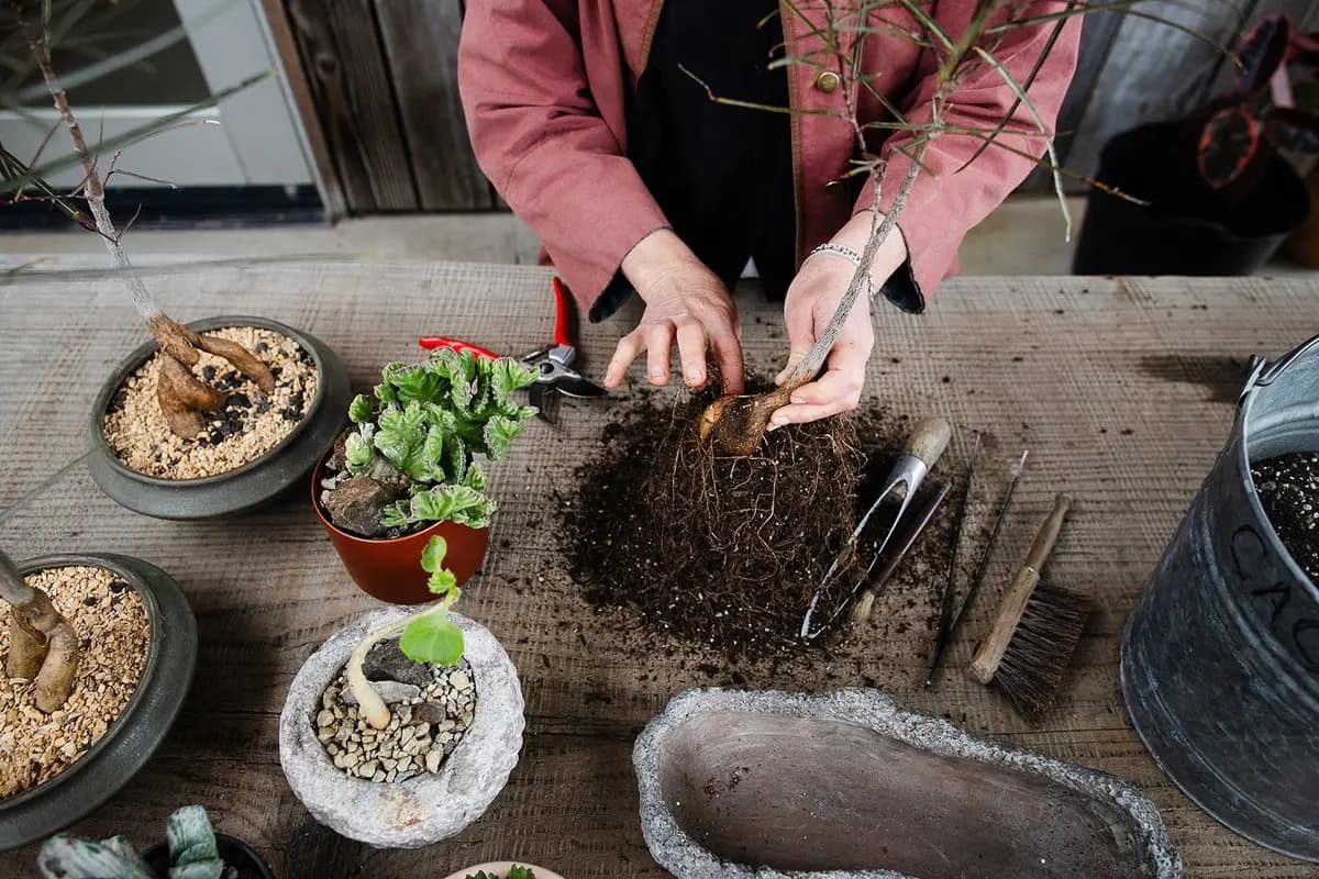 Flora Grubb quitando la tierra de un brachychiton para dejar al descubierto la raíz