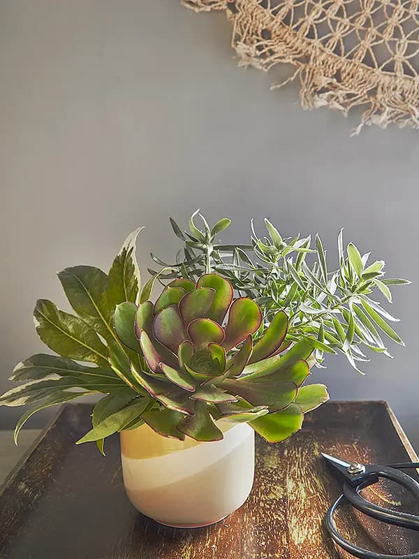 Flora Grubb Gardens: suculentas para corte