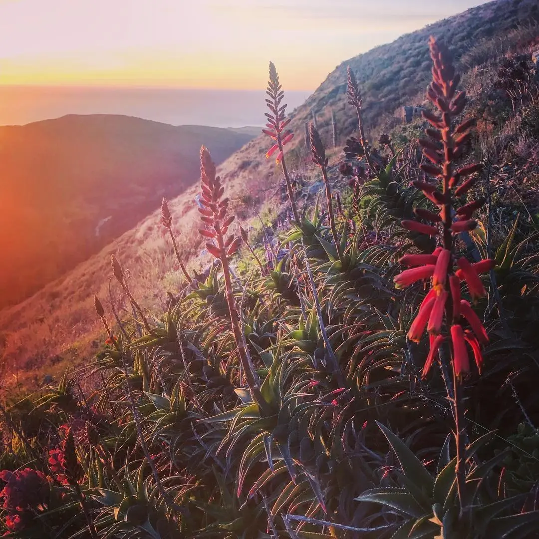 Flora Grubb Gardens: manifiesto del aloe de Tyson Curtis, Aloe ciliaris