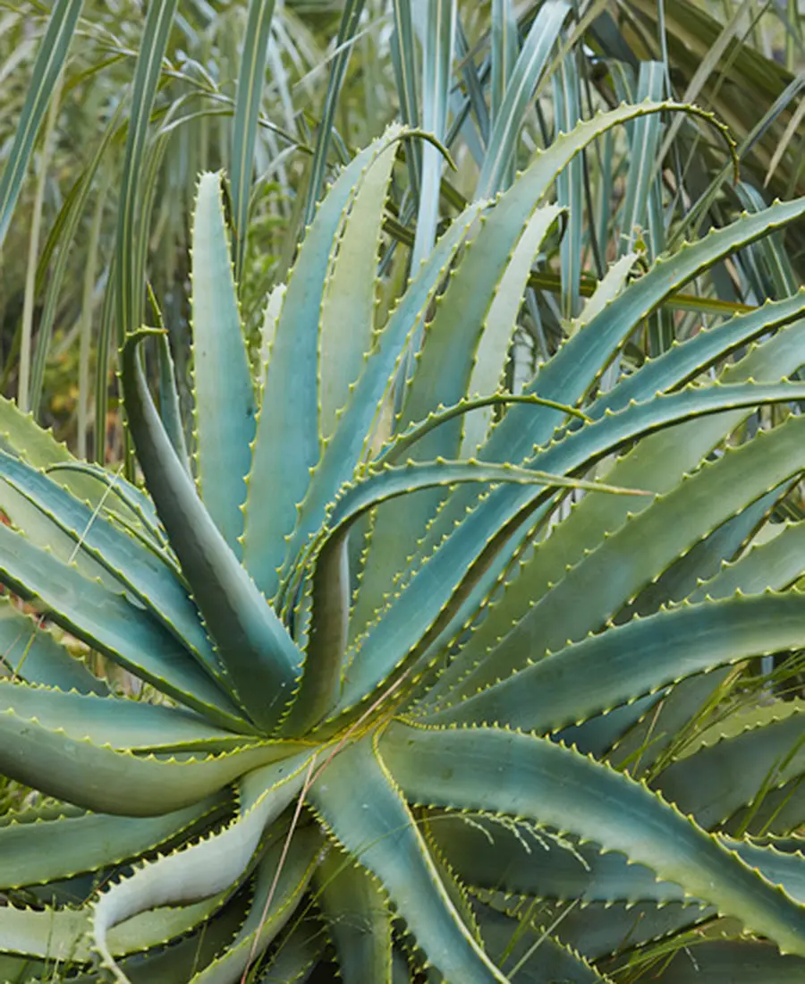 Flora Grubb Gardens: manifiesto del aloe de Tyson Curtis, Aloe arborescens con Parajubaea