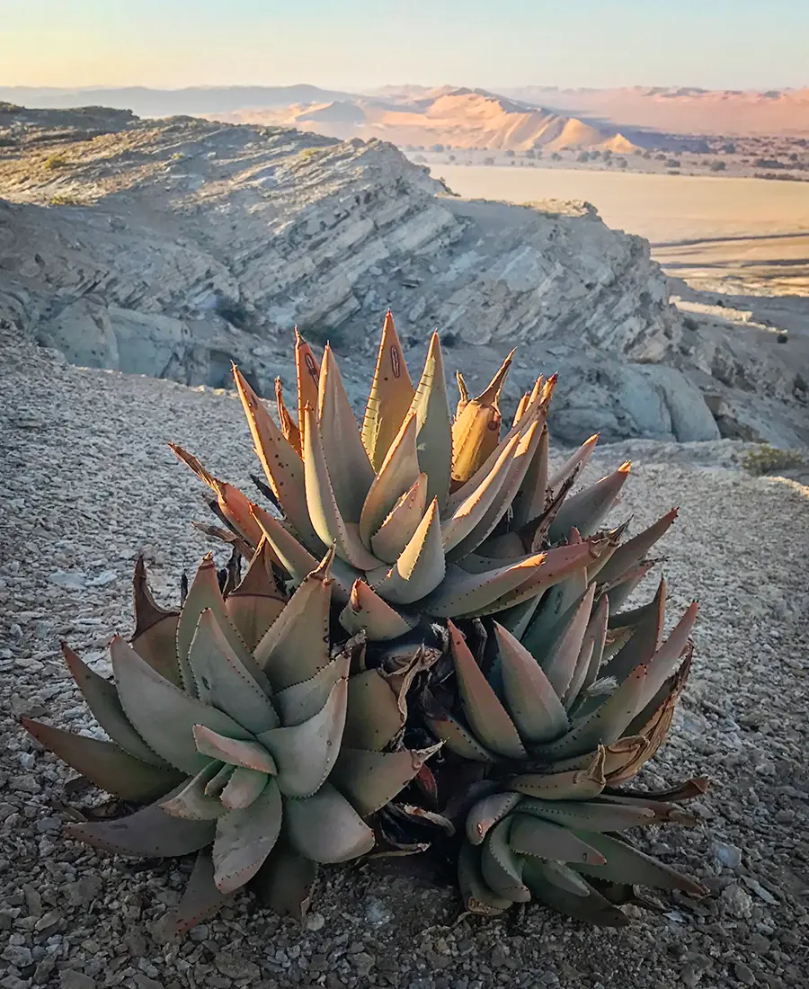 Flora Grubb Gardens: manifiesto del aloe de Tyson Curtis, Aloe asperifolia