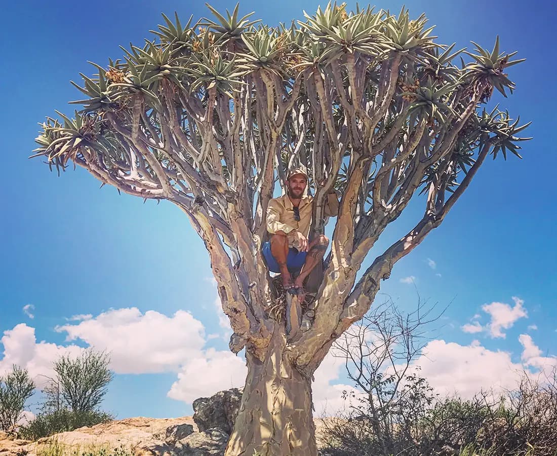 Flora Grubb Gardens: manifiesto del aloe de Tyson Curtis, Aloe dichotoma