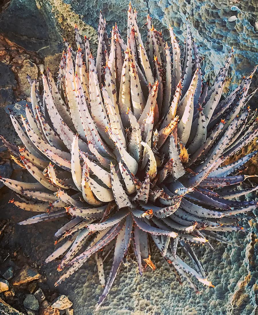 Flora Grubb Gardens: manifiesto del aloe de Tyson Curtis, Aloe erinacea
