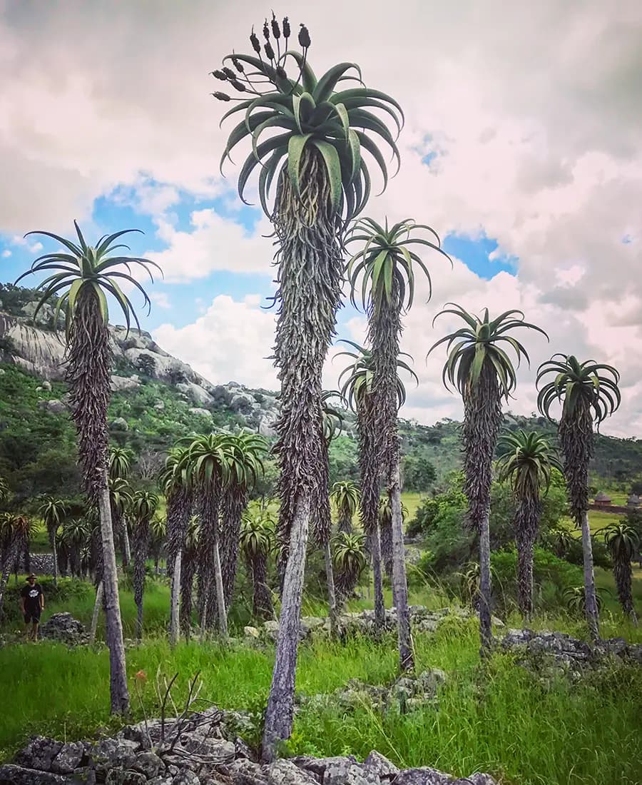 Flora Grubb Gardens: manifiesto del aloe de Tyson Curtis, Aloe excelsa