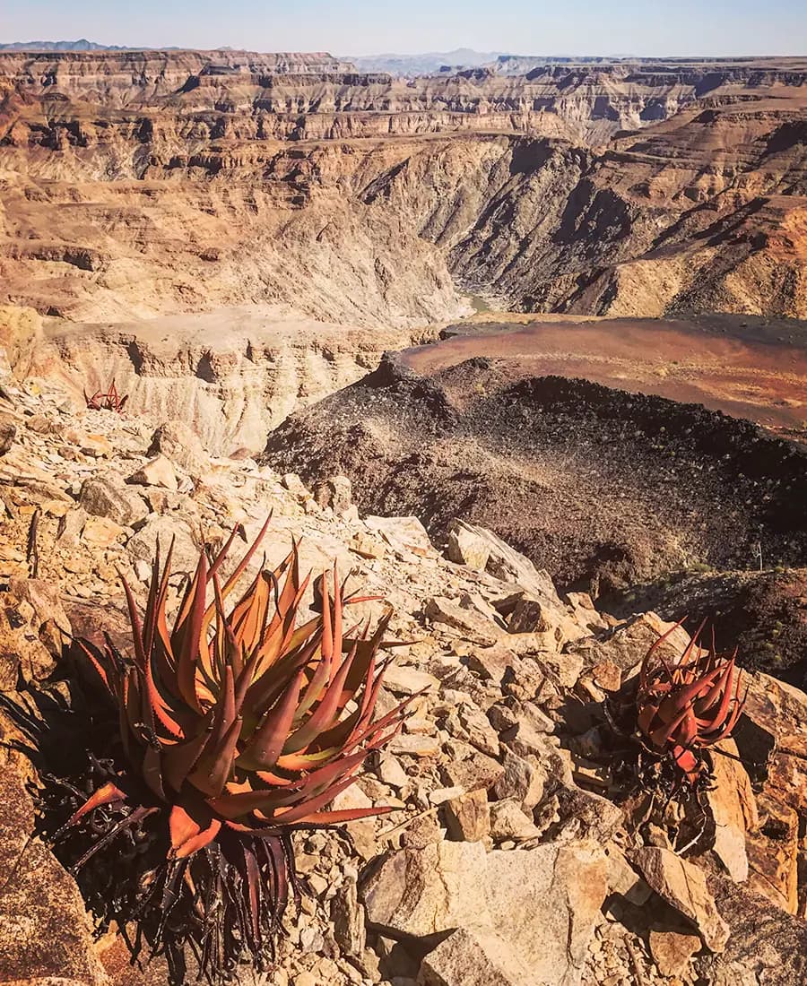 Flora Grubb Gardens: manifiesto del aloe de Tyson Curtis, Aloe gariepensis