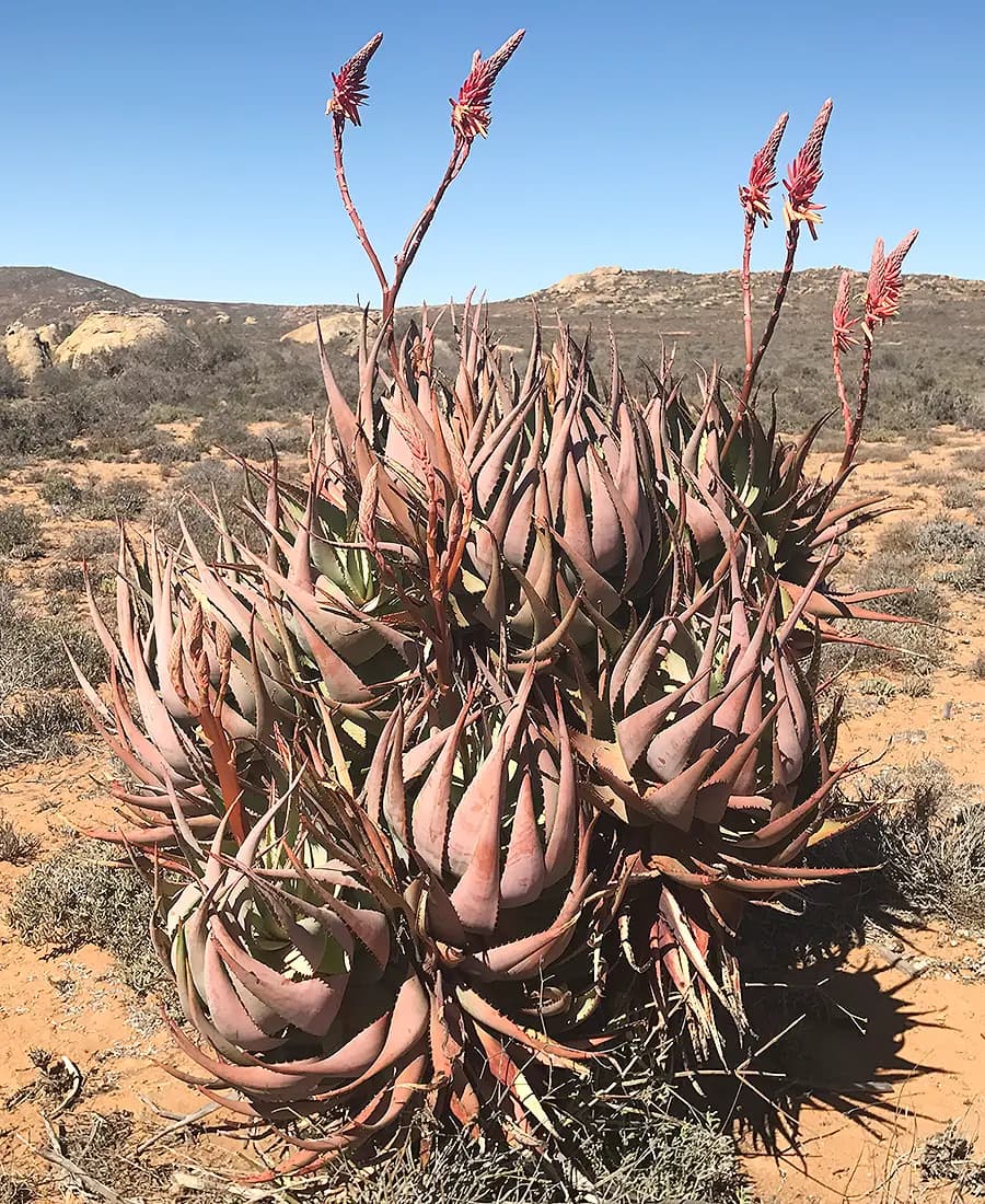 Flora Grubb Gardens: manifiesto del aloe de Tyson Curtis, Aloe kamiesensis