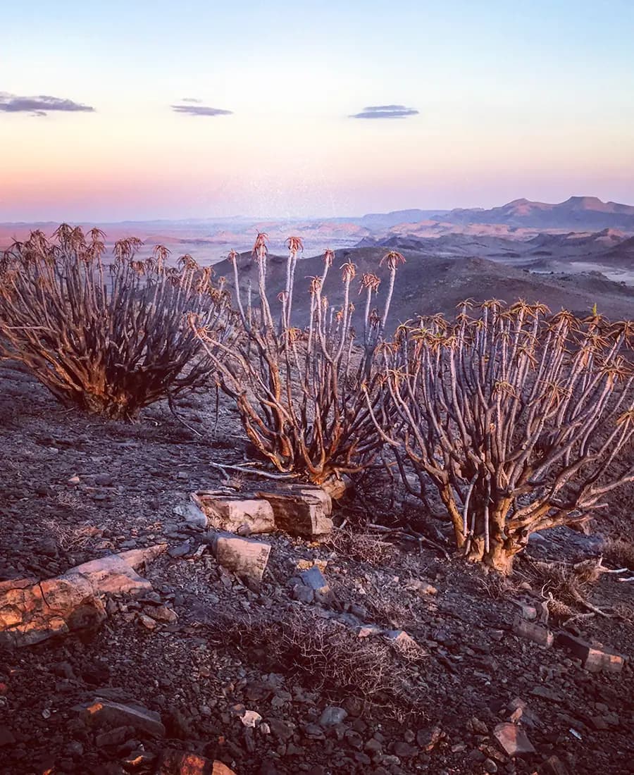 Flora Grubb Gardens: manifiesto del aloe de Tyson Curtis, Aloe ramosissima