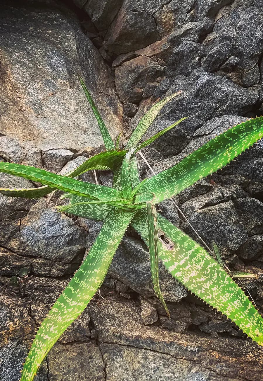 Flora Grubb Gardens: manifiesto del aloe de Tyson Curtis, Aloe spp.