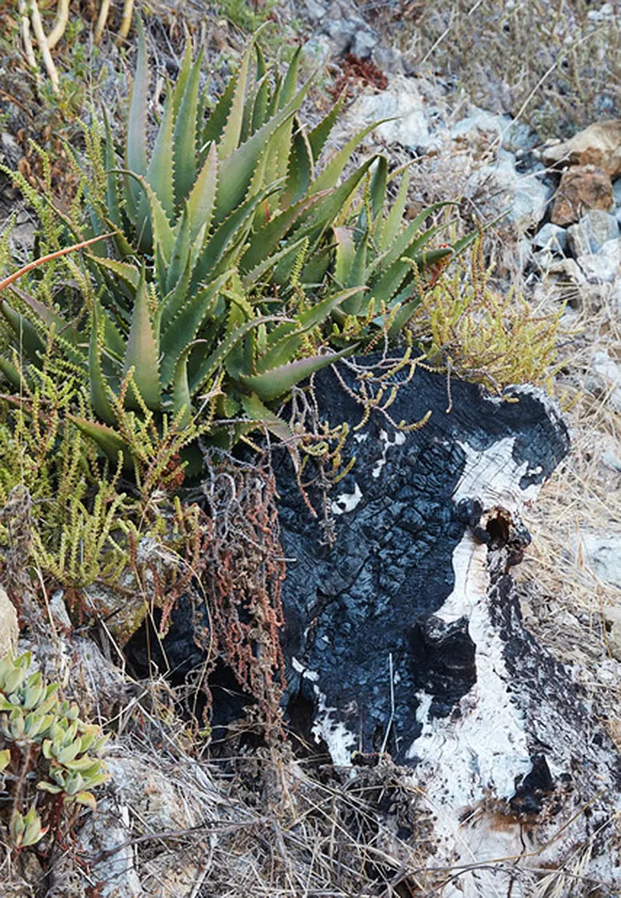 Flora Grubb Gardens: manifiesto del aloe de Tyson Curtis, Aloe spp. recuperados y creciendo sobre tocones quemados tras el incendio Basin