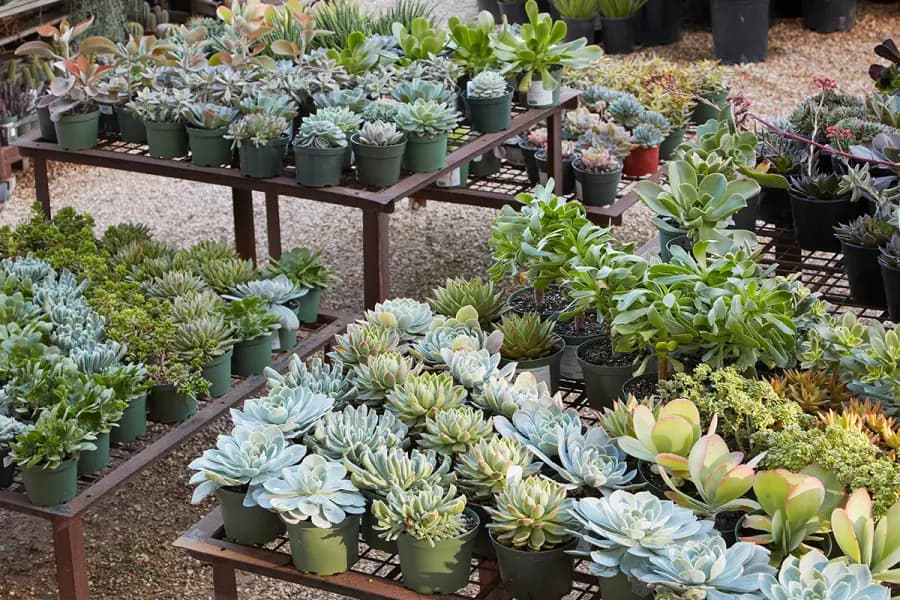 ¡Suculentas! Plantas de poca agua para su jardín
