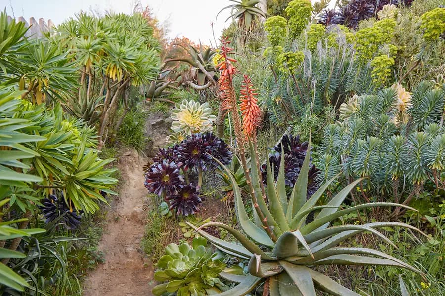 Cómo regar su jardín
