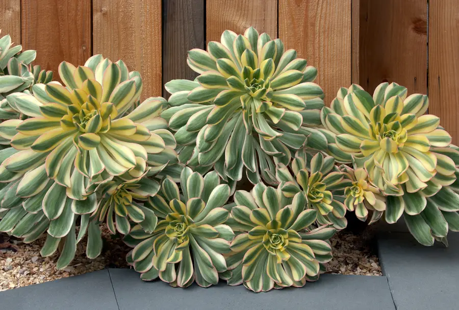 Adorable Aeoniums