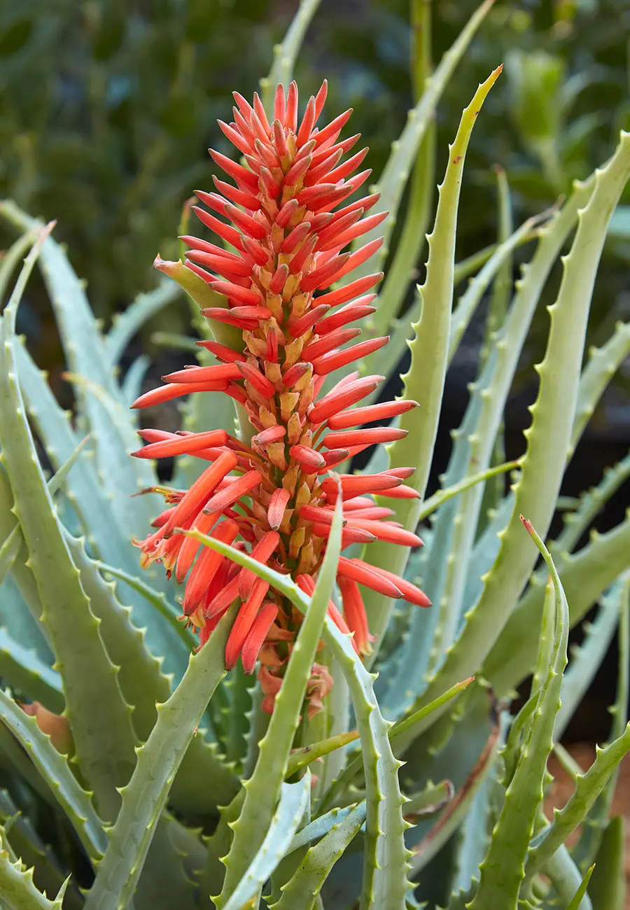 Flora Grubb Gardens Aloe Arborescens.png