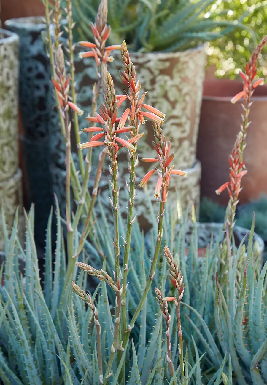 Flora Grubb Gardens Aloe Blue Elf.png