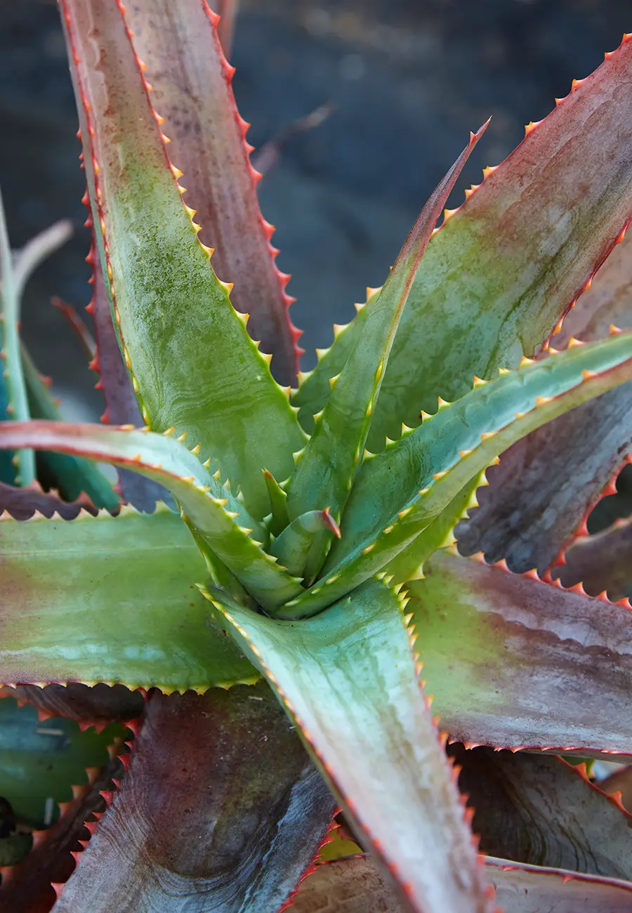 Flora Grubb Gardens Aloe Candycorn.png