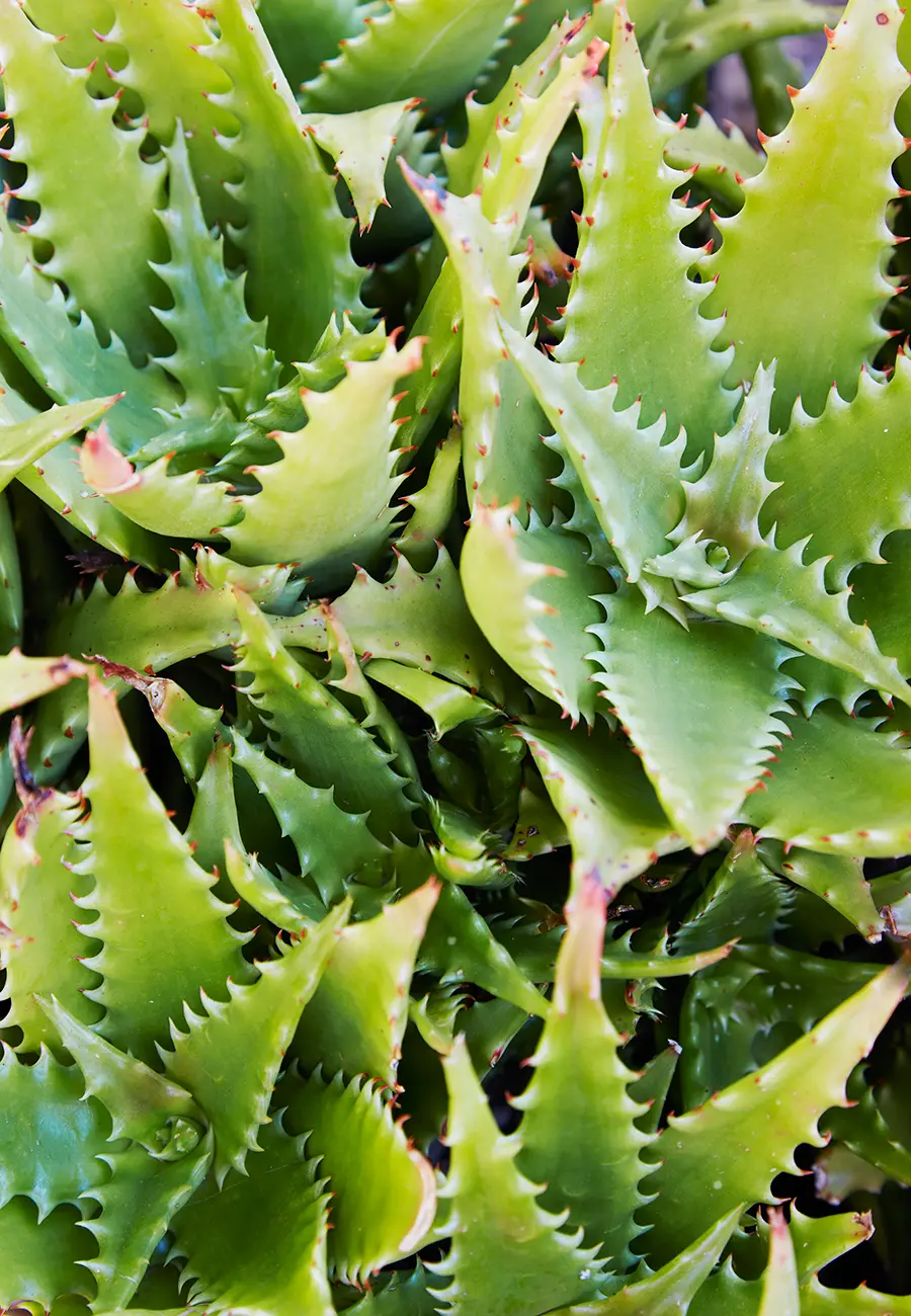 Flora Grubb Gardens Aloe Dorotheae.png