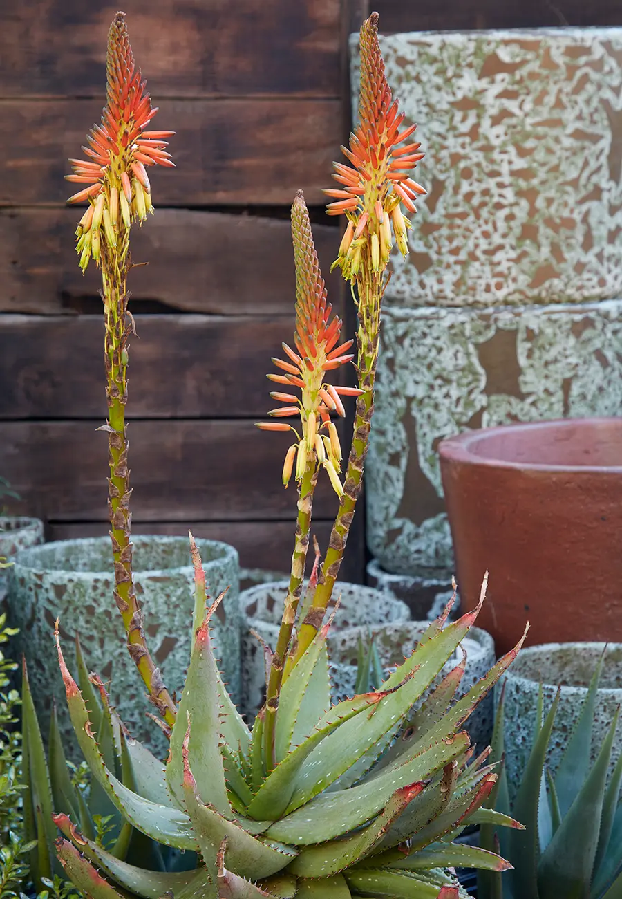 Flora Grubb Gardens Aloe Gariepensis.png