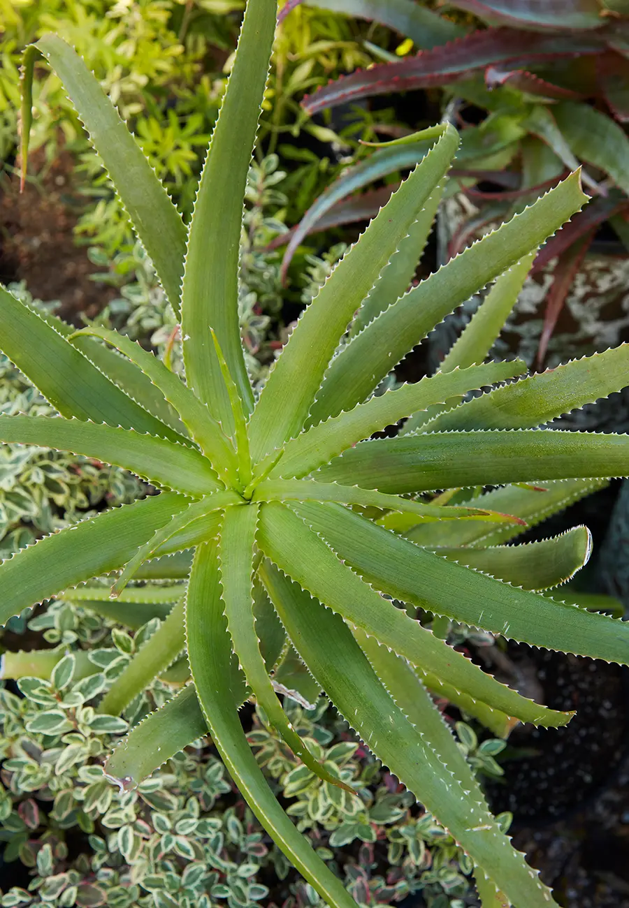Flora Grubb Gardens Aloe Pluridens.png