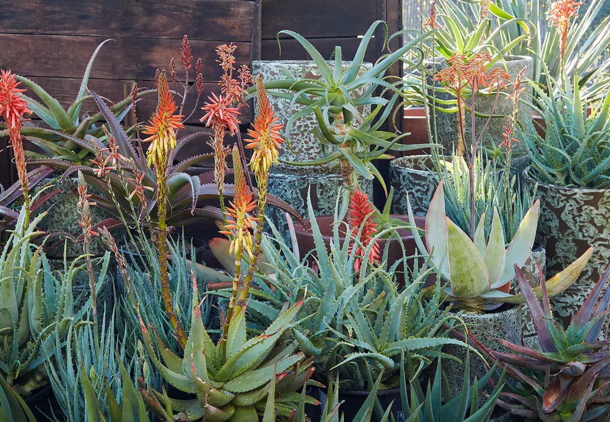 Flora Grubb Gardens: los aloes son mágicos