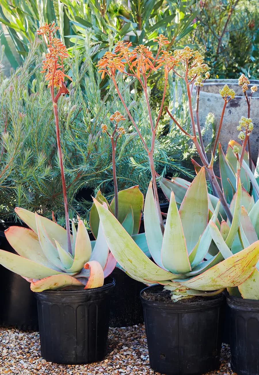 Flora Grubb Gardens Aloe Striata.png