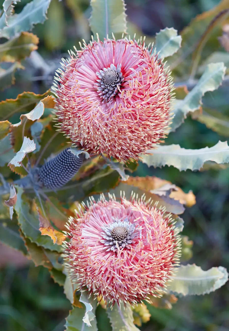 Banksia menziesii; foto de Caitlin Atkinson
