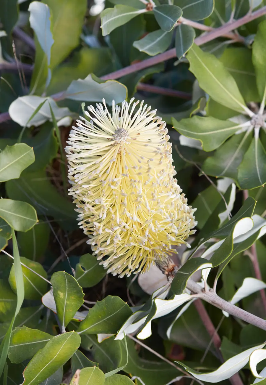 Banksia integrifolia; foto de Caitlin Atkinson