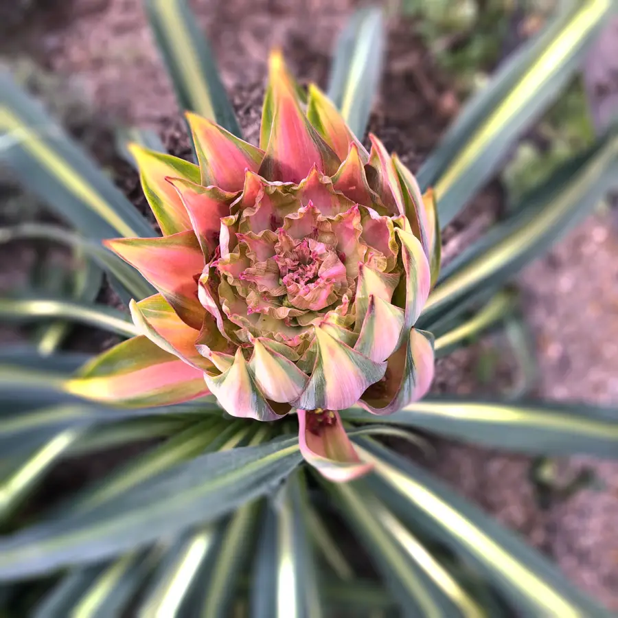 Beschorneria ‘Flamingo Glow’, toda una estrella