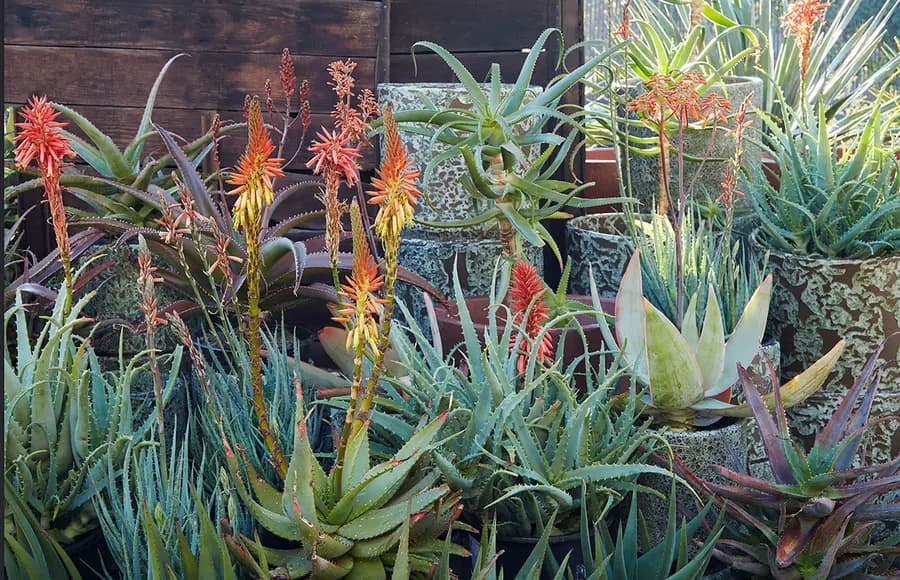 ¡Los aloes son mágicos! 8 razones de nuestra obsesión