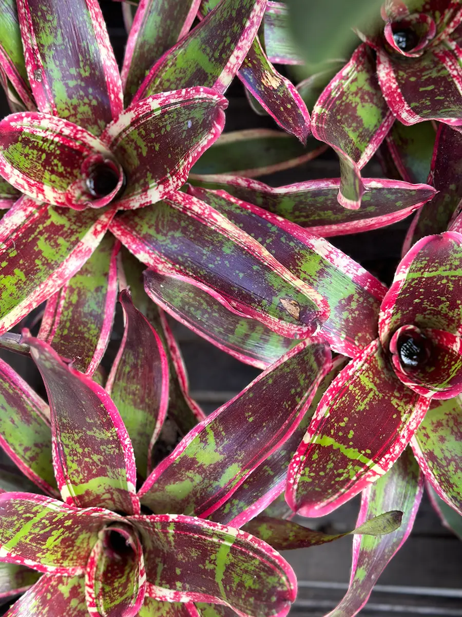 Bromelias, su nueva obsesión verde