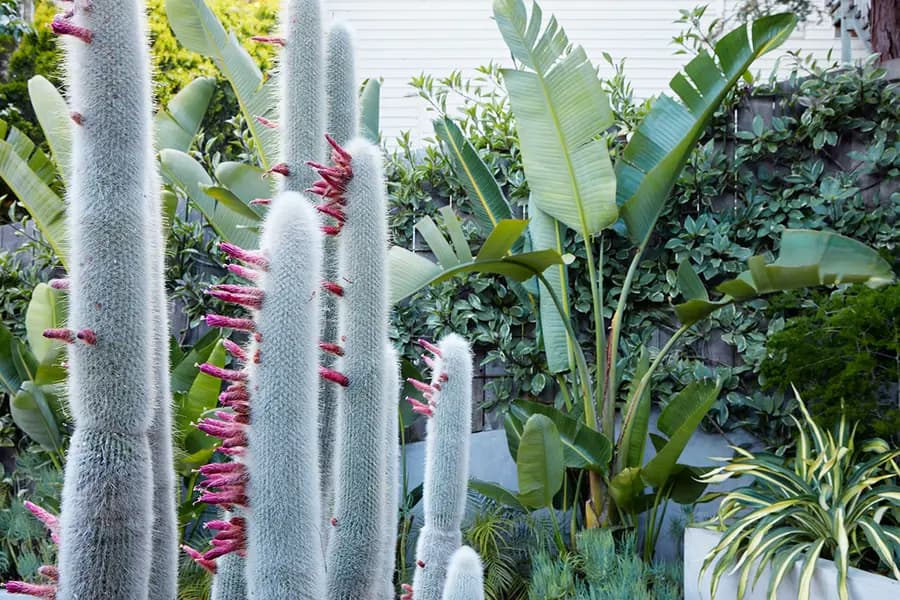 Giant bird of paradise: look tropical con poca agua
