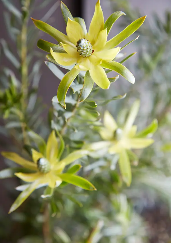 Flora Grubb Gardens: leucadendron de cerca