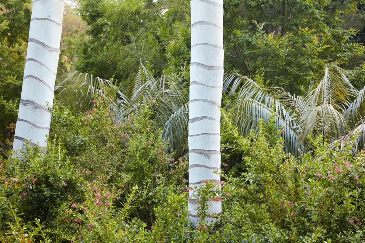The smooth white ringed trunks of Andean wax palms