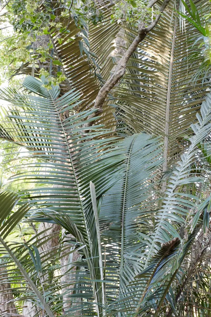 Andean wax palm leaves with silvery undersides