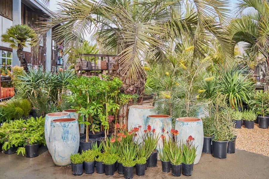 Bright, Festive Color for Your Winter Garden
