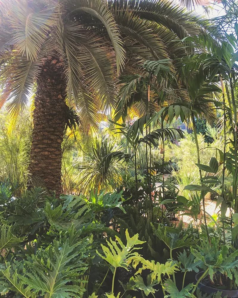 Flora Grubb Gardens: plantas de aspecto tropical de ensueño para su jardín del Área de la Bahía