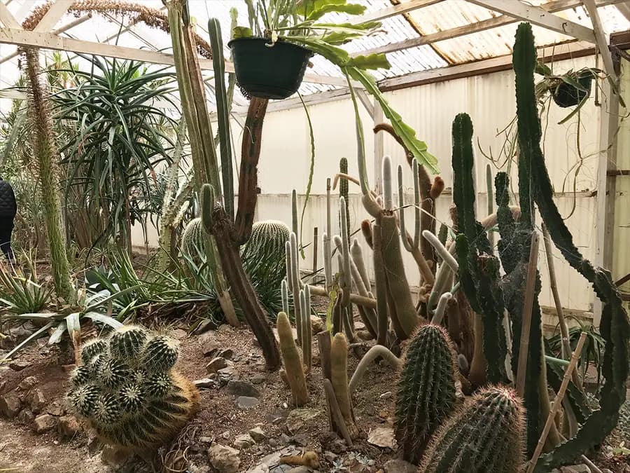 Mundo perdido: la extraña pero real historia de nuestras euphorbias raras