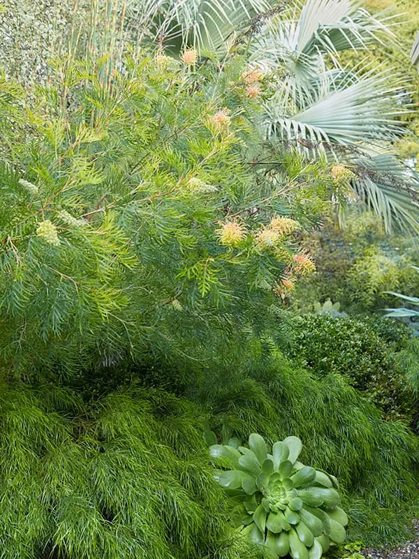 Flora Grubb Gardens: grevillea de poco riego para corte