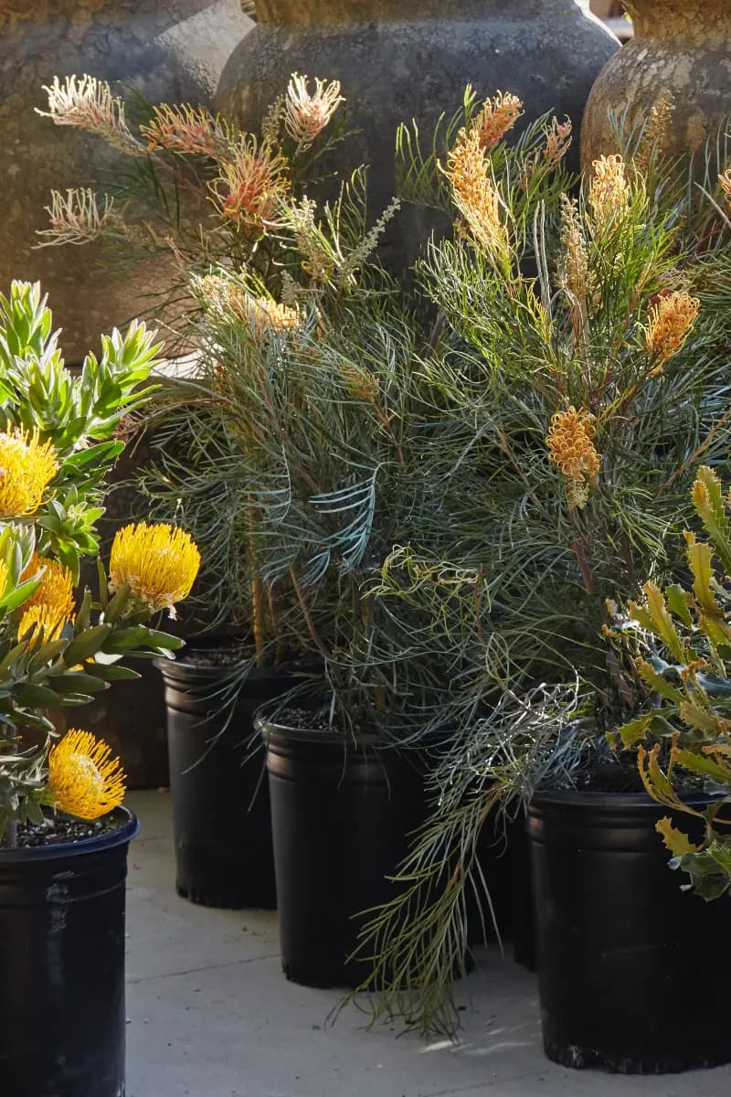 Flora Grubb Gardens Grevillea Little Honey.png