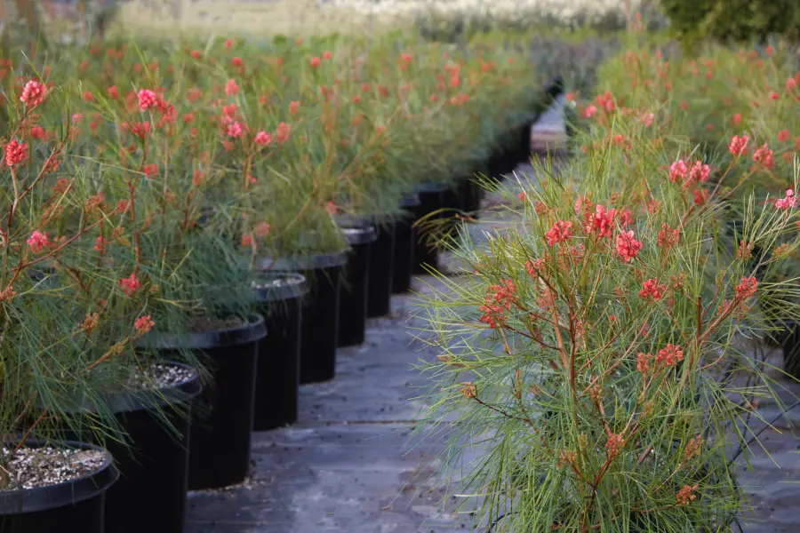 Flora Grubb Gardens: Grevillea Long John en el campo