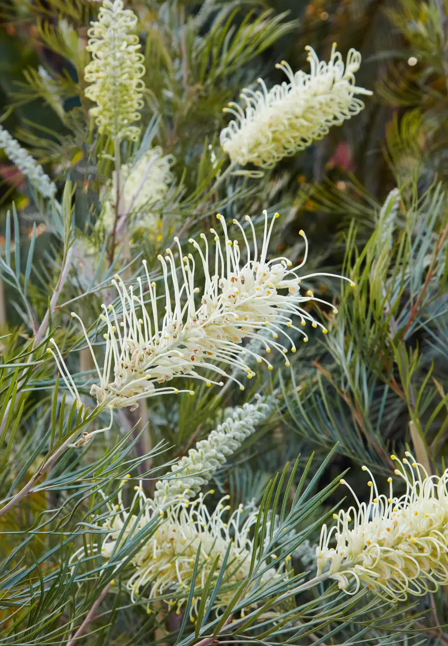 Flora Grubb Gardens: Grevillea 'Moonlight' de cerca