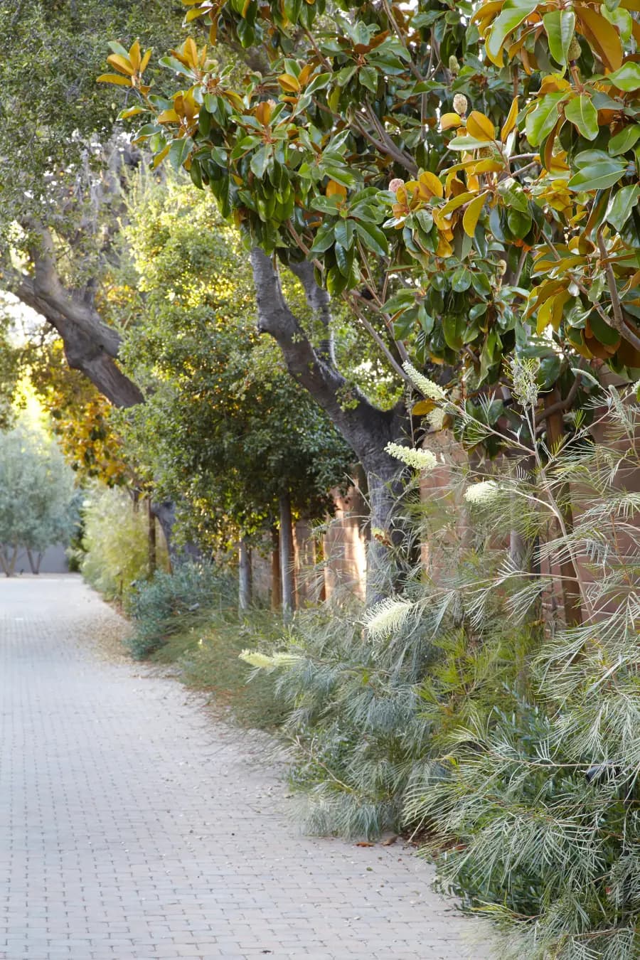 Flora Grubb Gardens: jardín con grevillea moonlight
