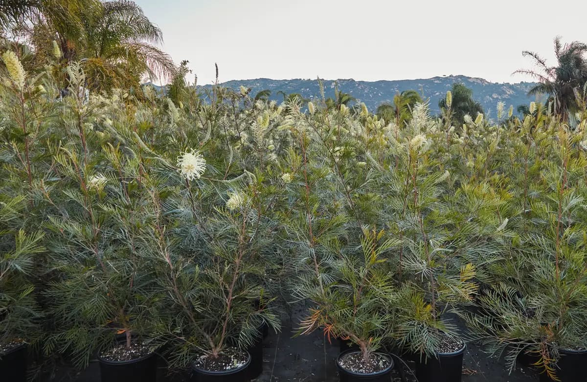 Flora Grubb Gardens: Grevillea Moonlight en el campo