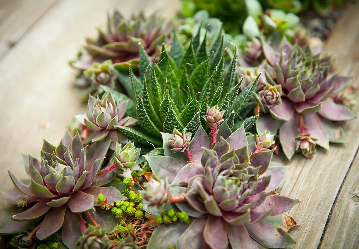 Las haworthias y los sempervivums crecen silvestres en regiones muy distintas del mundo, ¡pero aquí los reunimos en nuestros jardines del Área de la Bahía!
