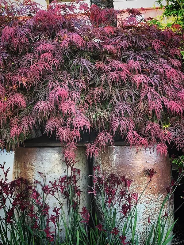 Flora Grubb Gardens: arce japonés