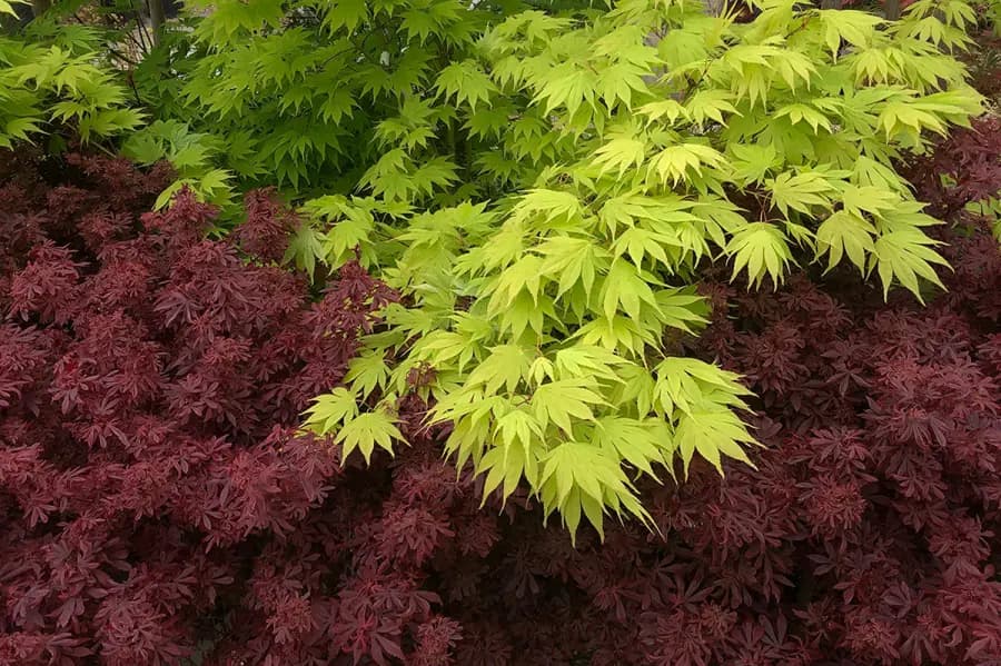 Japanese Maples: Our Springtime Treat