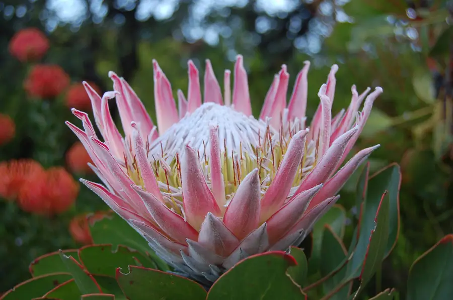 Las bellas y variadas flores de la familia de las proteas
