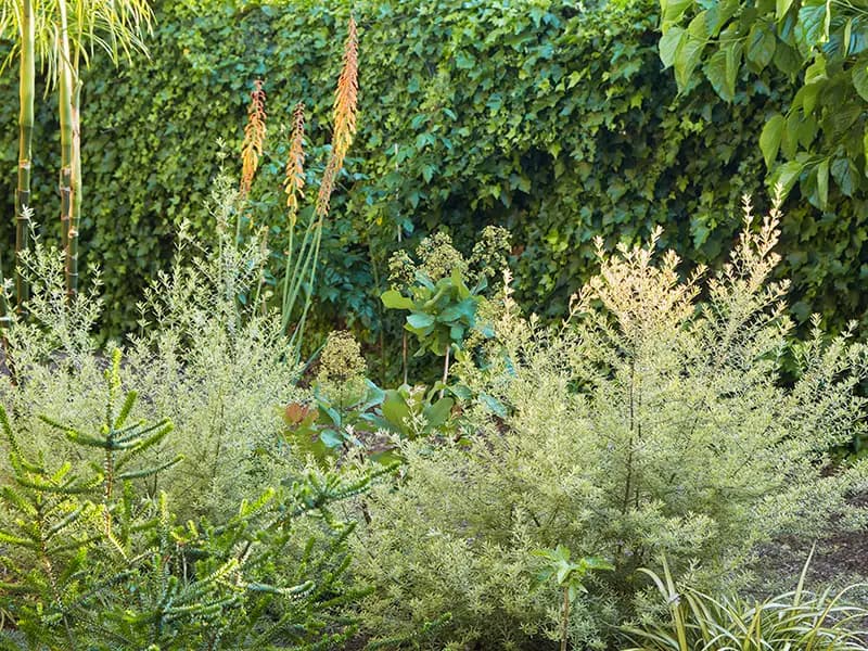 Flora Grubb Gardens: kniphofia para corte