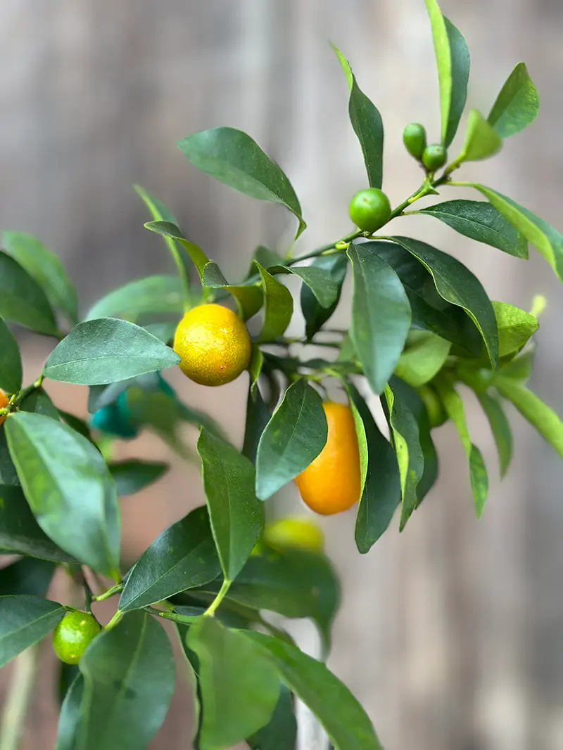 Árboles de cítricos