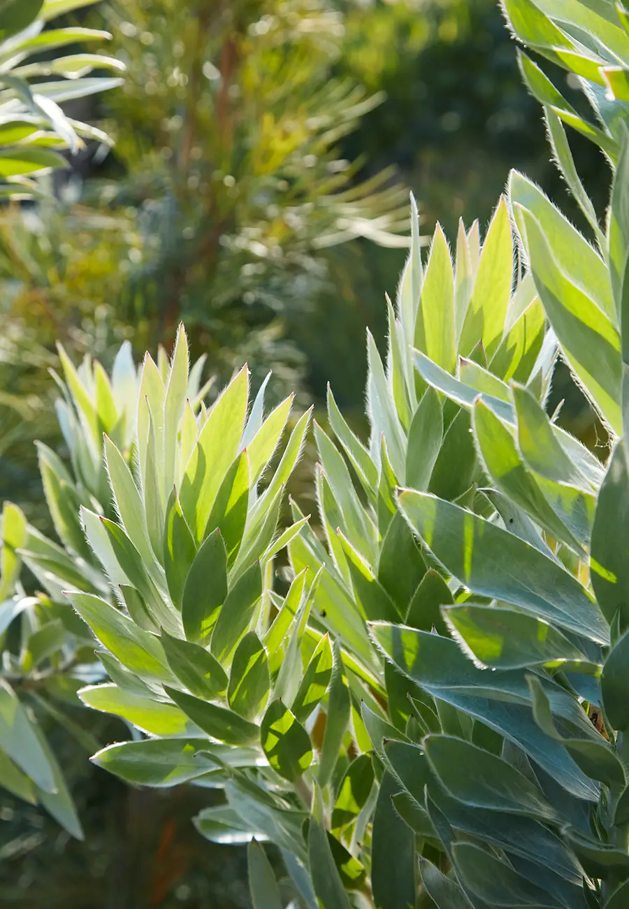 El plateado Leucadendron argenteum bajo la luz del sol es pura magia.